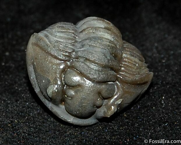Enrolled Flexicalymene Trilobite From Ohio #499
